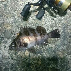 渋々メバリング