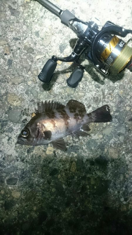 渋々メバリング