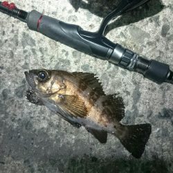 強風極寒メバリング。