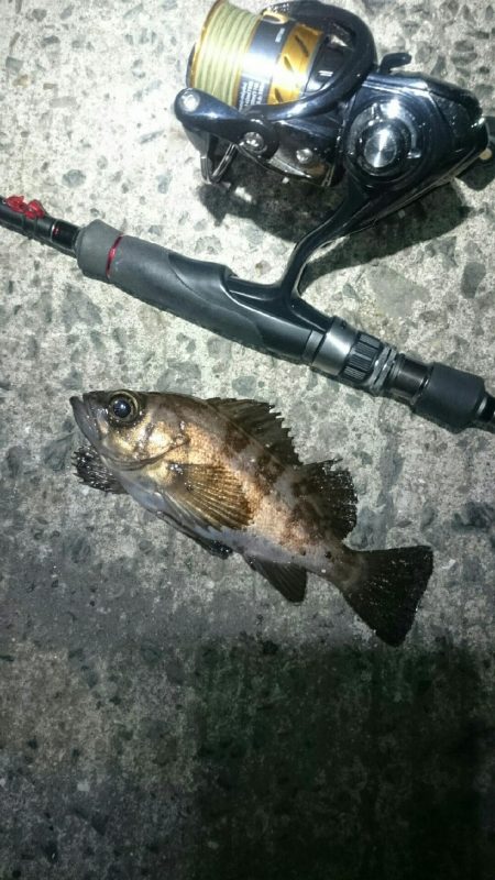 強風極寒メバリング。