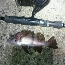 まだまだ渋い。