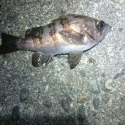 短時間メバリング。