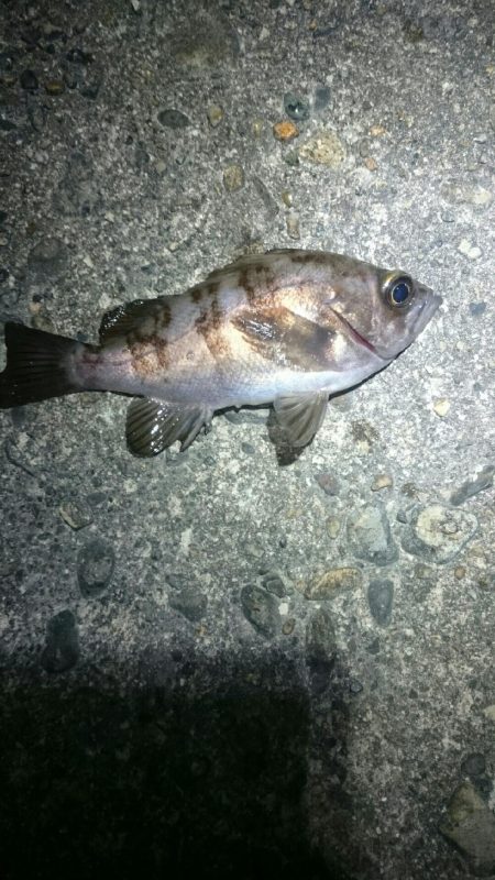 短時間メバリング。