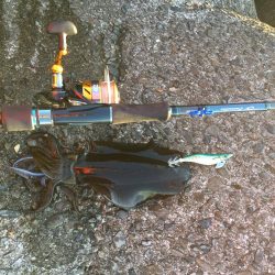 春のエギング　ロッド・リール　オススメ記事　カンパリ2017