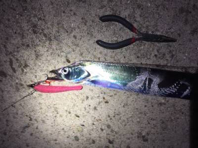 タチウオ釣りの開幕時期は？時間帯や仕掛けは？　大阪タチウオ釣りの開幕時期！