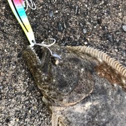 大阪のヒラメ釣り　ショアジギング・泳がせ釣り　陸っぱり情報　2017まとめ