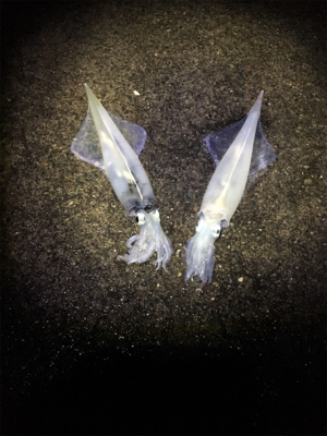 ヤリイカ釣行