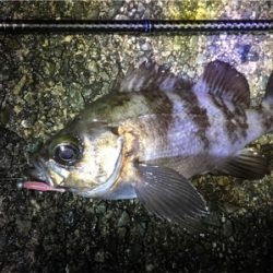 フロートリグでプカプカ