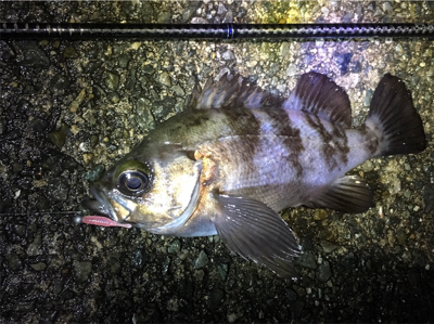 フロートリグでプカプカ