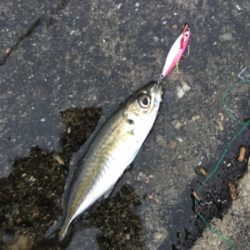 デイライトゲーム