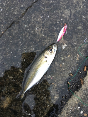 デイライトゲーム