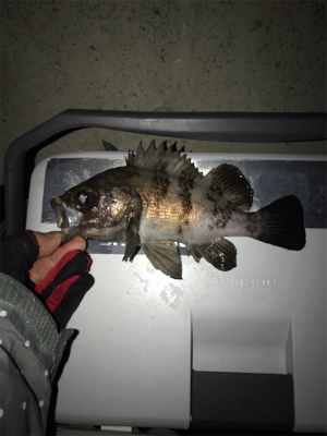 月明かりに勝てた