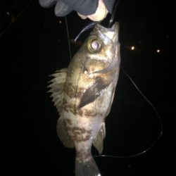 2018 初フィッシュ