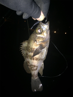 2018 初フィッシュ