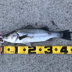 南港でエビ撒き！