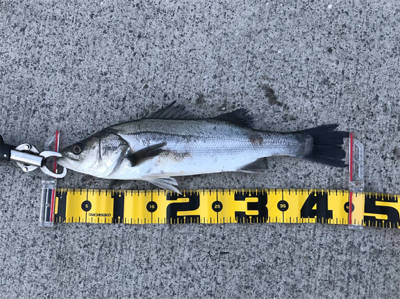 南港でエビ撒き！