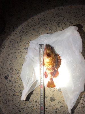 メバリングに行ったのに…