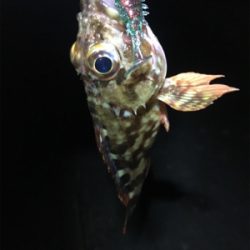 ガシラ数サイズ共に渋め