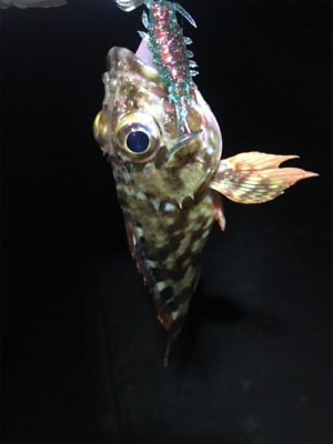 ガシラ数サイズ共に渋め