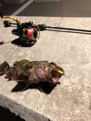 極寒ロックフィッシング