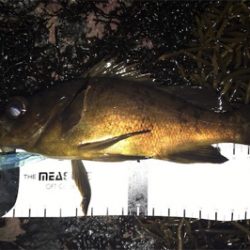 今年初の磯メバル！