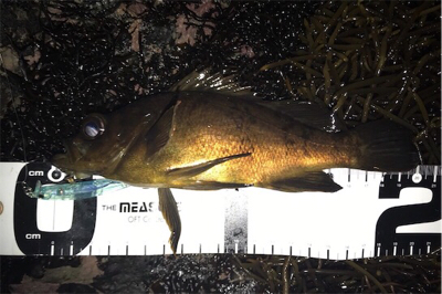 今年初の磯メバル！