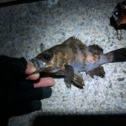 今日もメバルは産卵後パターン