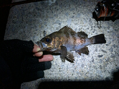 今日もメバルは産卵後パターン