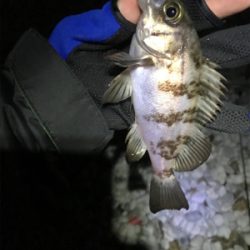 久しぶりのメバリング ！