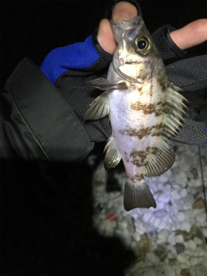 久しぶりのメバリング ！