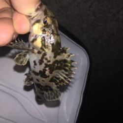 やっと今年初フィッシュ