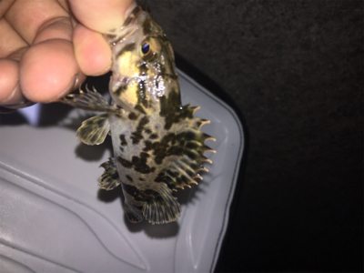 やっと今年初フィッシュ