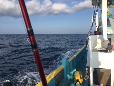 オオニベ釣れました☆