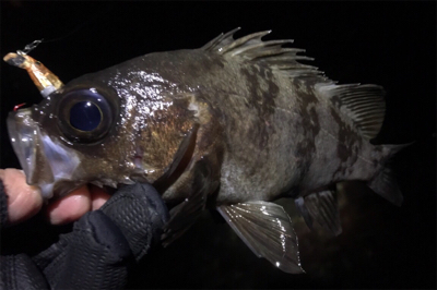 干潮時のサーフメバリング