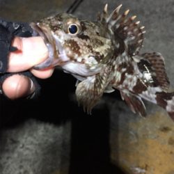 海中に生命反応無し…