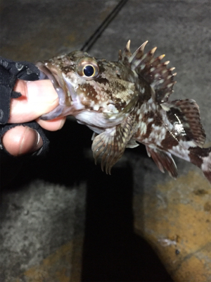 海中に生命反応無し…