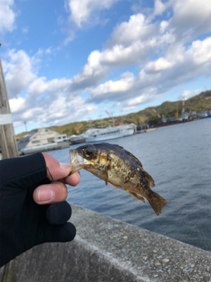 福良デイメバル