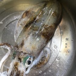 濁りのなかで…