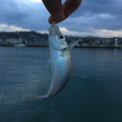 サビキ勢つよスギィ！