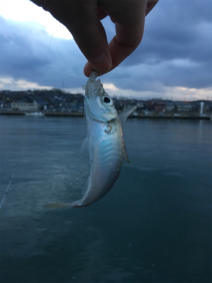 サビキ勢つよスギィ！