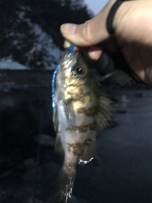 安定のメバリング