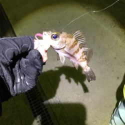 メバリング撃沈