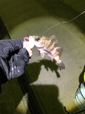 メバリング撃沈