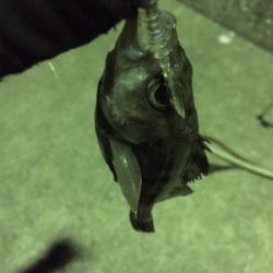 寒波のせいか？