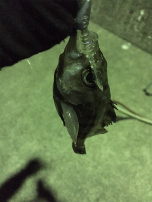 寒波のせいか？