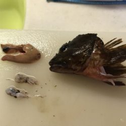 デッカいガシラにデカアジ