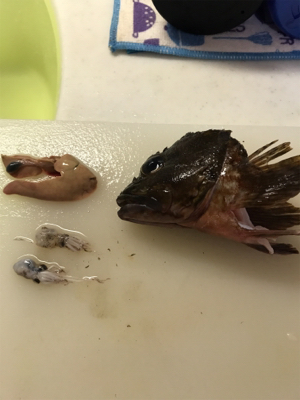 デッカいガシラにデカアジ