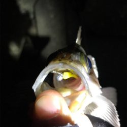 爆風メバリング