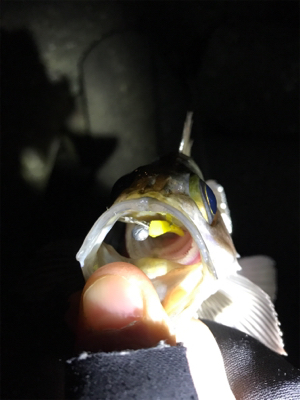 爆風メバリング