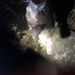 やっぱりシブい